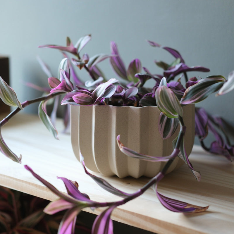 Wrap Planter - Misewell Pots & Planters - dune - 4 inch - HORNE