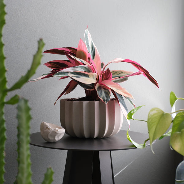 Wrap Planter - Misewell Pots & Planters - dune - 7 inch - HORNE